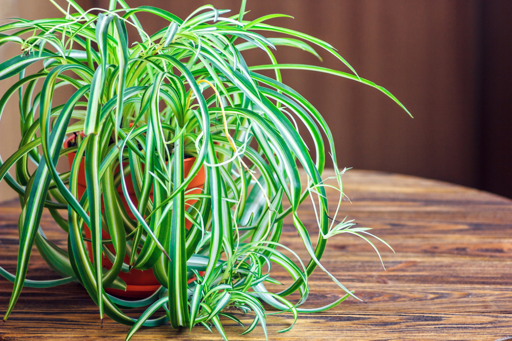 Cuidados De La Planta Cinta » Huerto En Casa