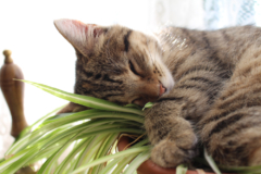 planta-cinta-gatos