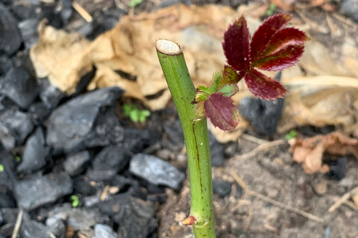 Plantar rosas cortadas » Huerto en casa