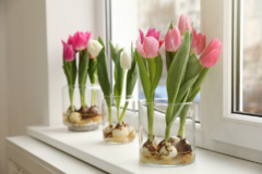 que-es-un-tulipan