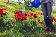 tulipanes-cuidados