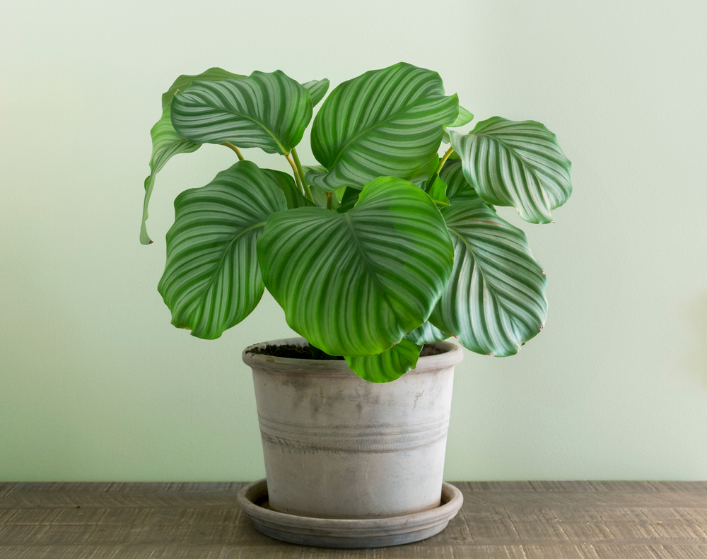 Cuidados de la calathea orbifolia » Huerto en casa