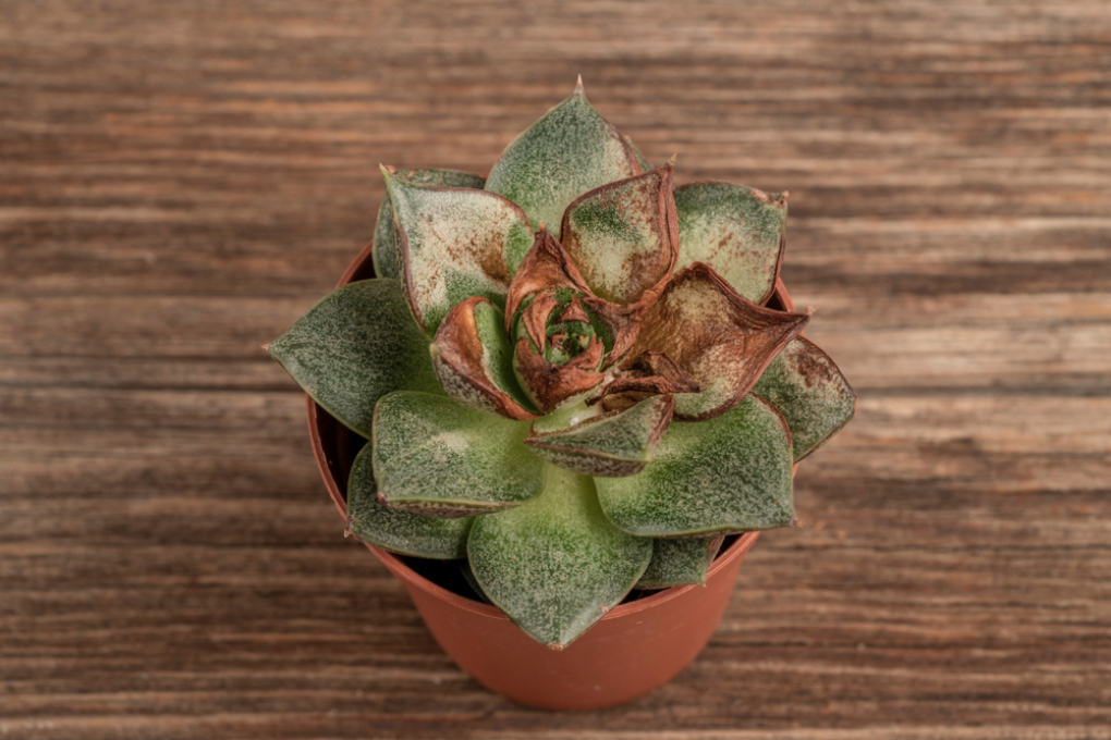 ¿Cómo revivir una suculenta? » Huerto en casa