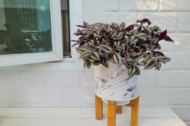 tradescantia-zebrina-en-agua-huerto-en-casa