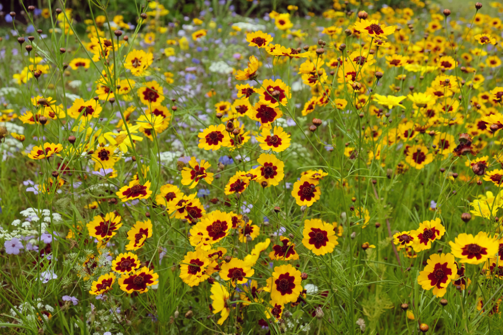 Coreopsis tinctoria siembra » Huerto en casa