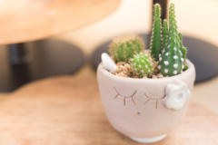como-cuidar-un-cactus-mini