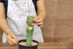 como-hacer-un-injerto-de-cactus