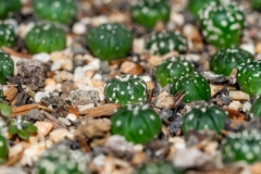 como-nacen-los-cactus