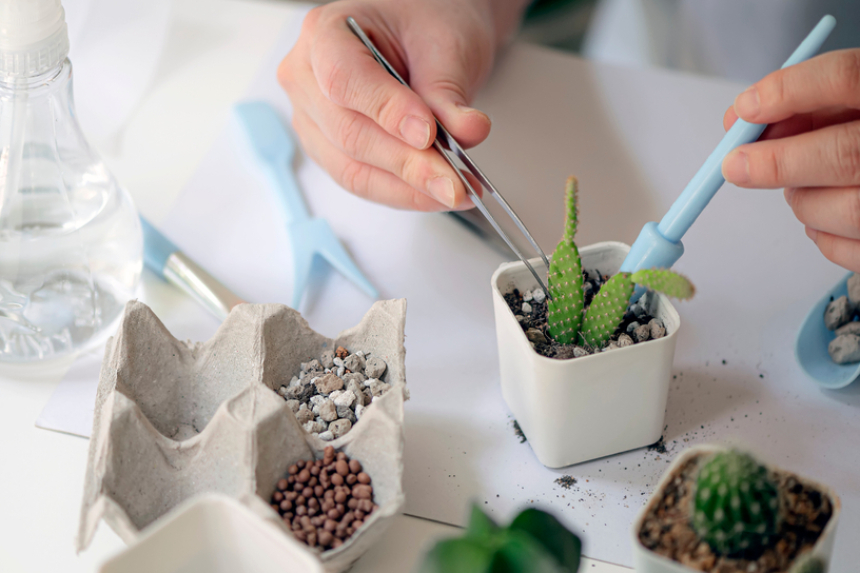 C Mo Plantar Un Cactus Sin Ra Z Huerto En Casa