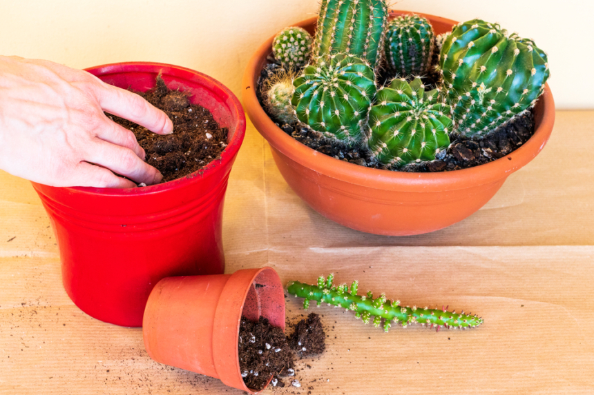 C Mo Salvar Un Cactus Podrido Huerto En Casa