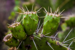 diferencia-entre-cactus-y-nopal