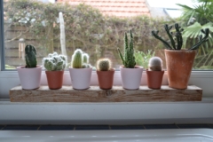 donde-ubicar-los-cactus-en-una-casa