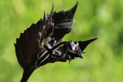Dalia negra flor » Huerto en casa