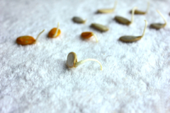 germinar-semillas-de-zapallo