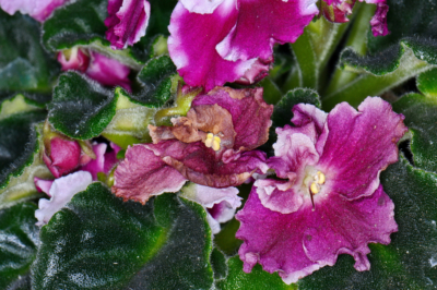 violeta-africana-flores-marchitas