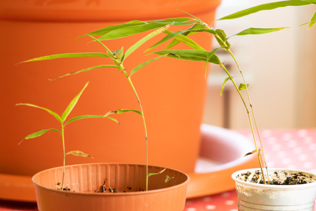 Cómo germinar bambú Huerto en casa