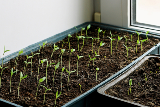 Cómo Germinar Semillas De Ciruela Huerto En Casa 2746