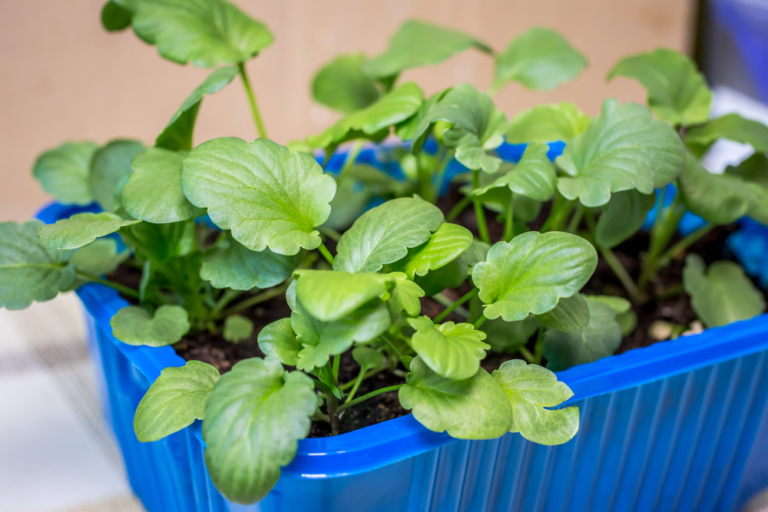 Cómo Germinar Durazno » Huerto En Casa