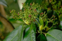 aucuba-japonica-flor