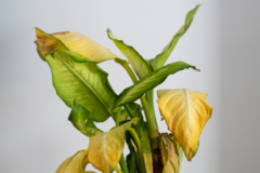 hojas-amarillas-en-plantas-de-interior