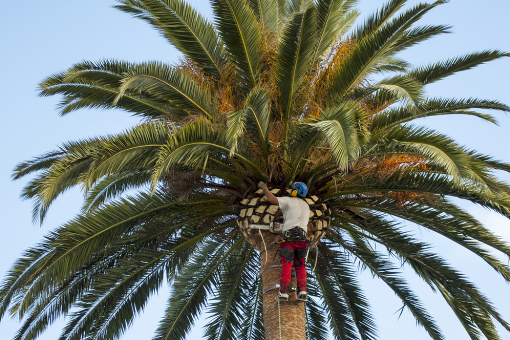 Recuperar palmera seca en el exterior » Huerto en casa