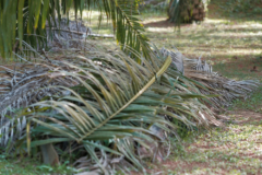 hojas-de-palmera-secas