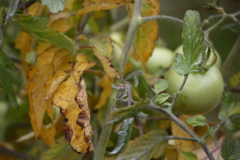 tomatera-hojas-amarillas-y-secas