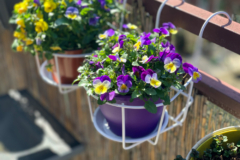 planta-violeta-es-de-sol-o-sombra