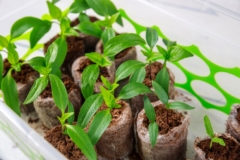 germinar-semillas-de-pimenton