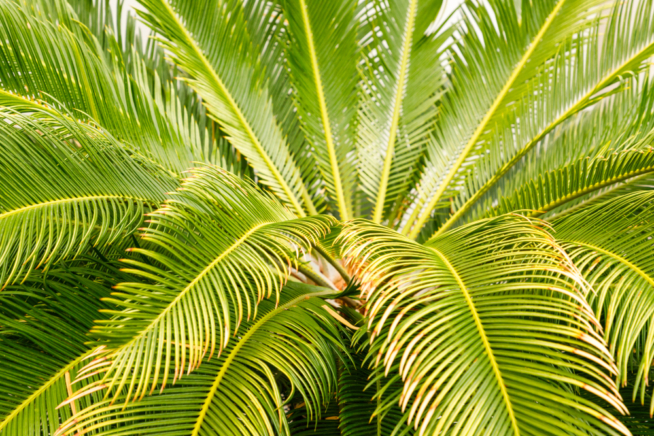 Reproducci N De La Palmera Cica Huerto En Casa