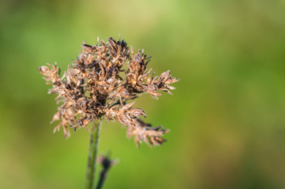 verbena-semillas