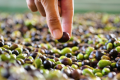 germinar-semillas-de-olivo-negro