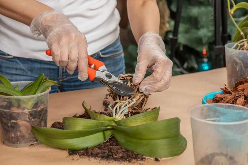 ¿Cómo podar una orquídea? » Huerto en casa