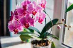 orquidea-floracion