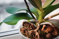 raiz-o-vara-floral-orquidea