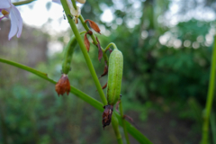 semilla-de-orquidea